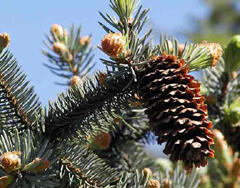Smrk pichlavý 'Koster' - Picea pungens 'Koster'