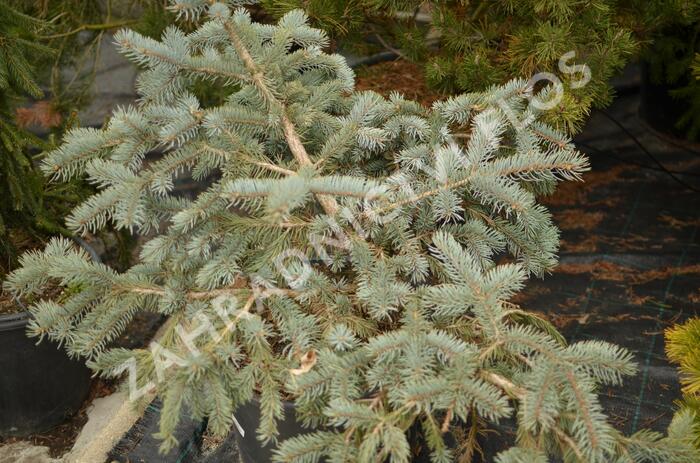 Smrk pichlavý 'Glauca Procumbens' - Picea pungens 'Glauca Procumbens'