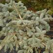 Smrk pichlavý 'Glauca Procumbens' - Picea pungens 'Glauca Procumbens'