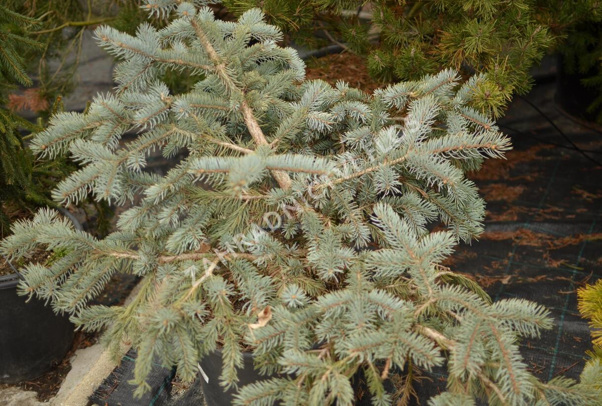 Smrk pichlavý 'Glauca Procumbens' - Picea pungens 'Glauca Procumbens'