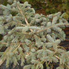 Smrk pichlavý 'Glauca Procumbens' - Picea pungens 'Glauca Procumbens'
