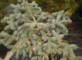 Smrk pichlavý 'Glauca Procumbens' - Picea pungens 'Glauca Procumbens'