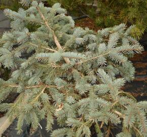 Smrk pichlavý 'Glauca Procumbens' - Picea pungens 'Glauca Procumbens'