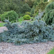 Smrk pichlavý 'Glauca Procumbens' - Picea pungens 'Glauca Procumbens'