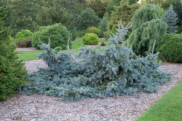Smrk pichlavý 'Glauca Procumbens' - Picea pungens 'Glauca Procumbens'