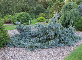 Smrk pichlavý 'Glauca Procumbens' - Picea pungens 'Glauca Procumbens'