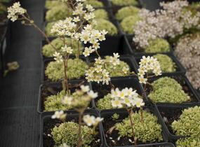 Lomikámen 'Minor' - Saxifraga aizoides 'Minor'