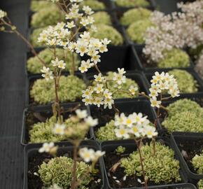 Lomikámen 'Minor' - Saxifraga aizoides 'Minor'