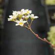 Lomikámen 'Minor' - Saxifraga aizoides 'Minor'