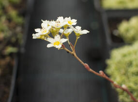 Lomikámen 'Minor' - Saxifraga aizoides 'Minor'