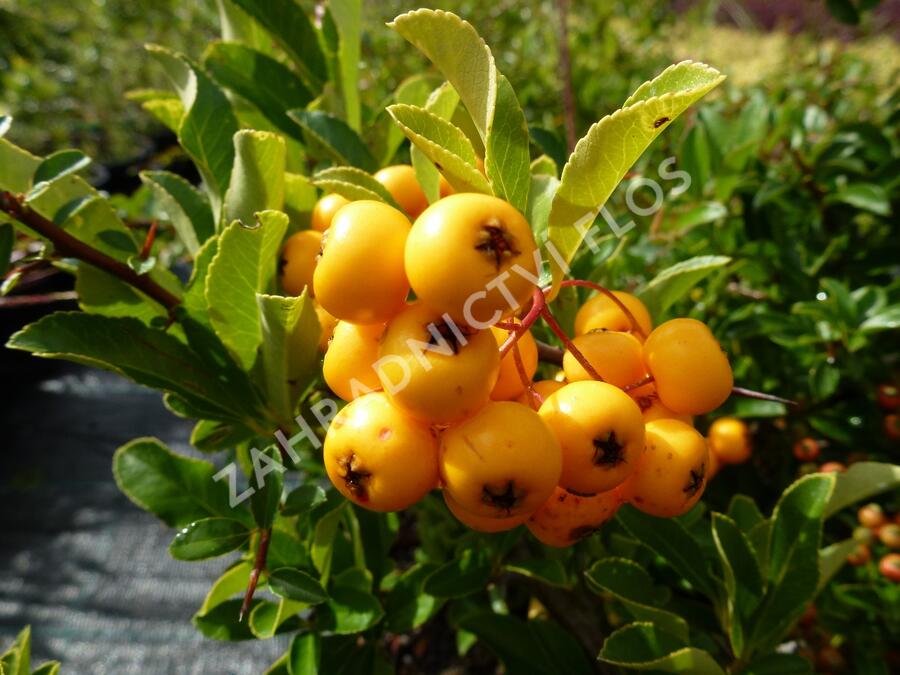 Hlohyně šarlatová 'Soleil d'Or' - Pyracantha coccinea 'Soleil d'Or'