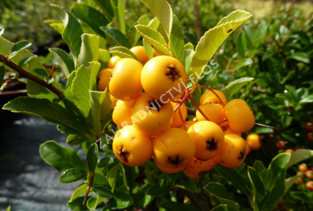 Hlohyně šarlatová 'Soleil d'Or' - Pyracantha coccinea 'Soleil d'Or'