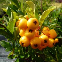 Hlohyně šarlatová 'Soleil d'Or' - Pyracantha coccinea 'Soleil d'Or'