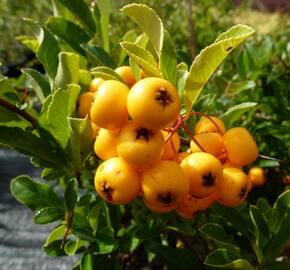 Hlohyně šarlatová 'Soleil d'Or' - Pyracantha coccinea 'Soleil d'Or'