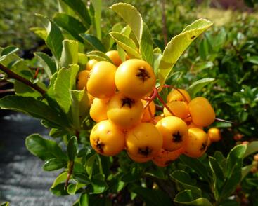 Hlohyně šarlatová 'Soleil d'Or'