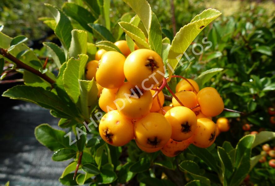 Hlohyně šarlatová 'Soleil d'Or' - Pyracantha coccinea 'Soleil d'Or'