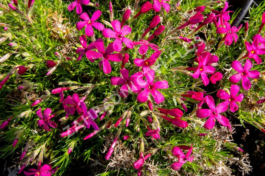 Plamenka 'Ochsenblut' - Phlox douglasii 'Ochsenblut'