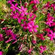 Plamenka 'Ochsenblut' - Phlox douglasii 'Ochsenblut'