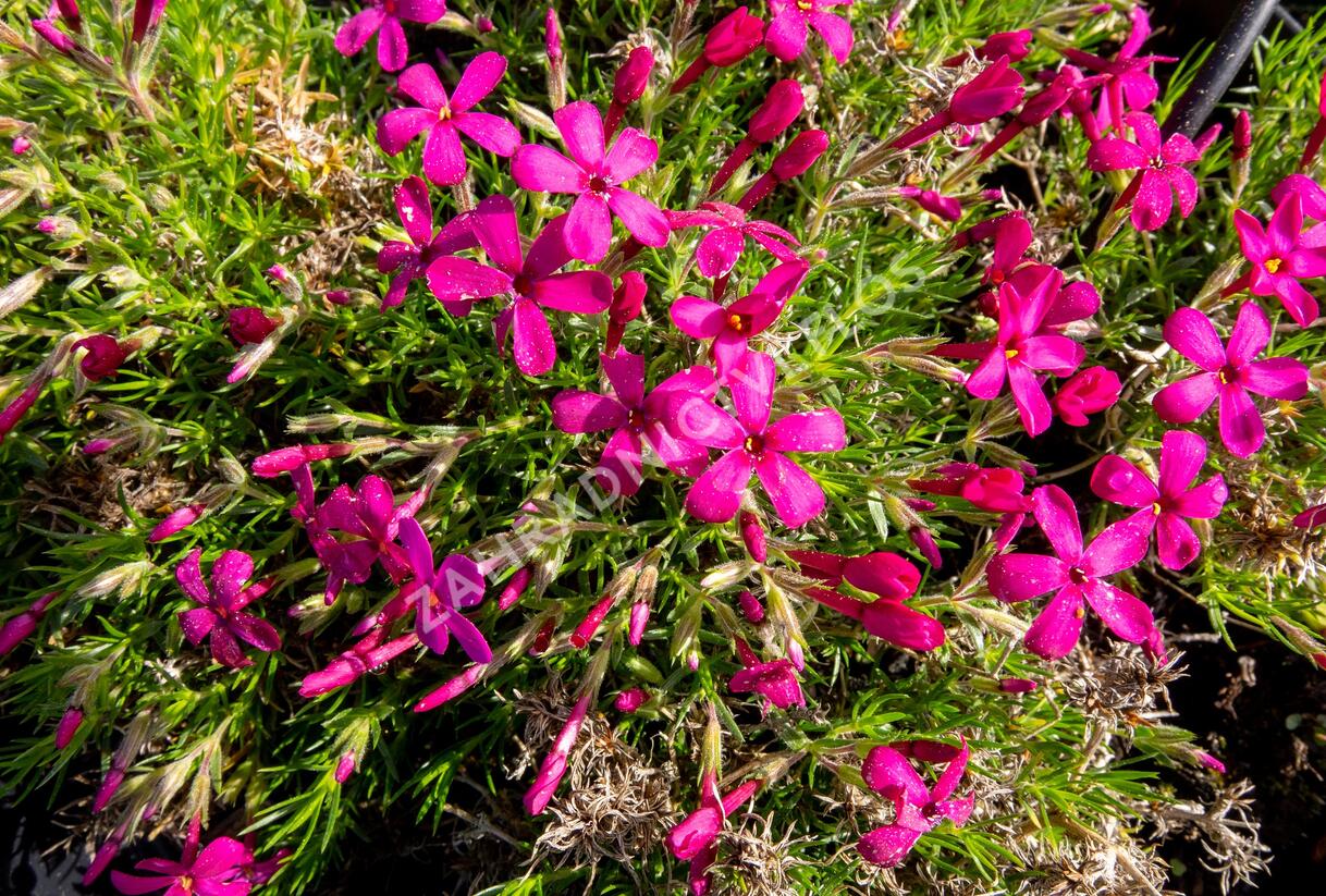 Plamenka 'Ochsenblut' - Phlox douglasii 'Ochsenblut'