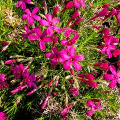 Plamenka 'Ochsenblut' - Phlox douglasii 'Ochsenblut'