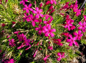 Plamenka 'Ochsenblut' - Phlox douglasii 'Ochsenblut'