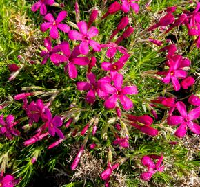 Plamenka 'Ochsenblut' - Phlox douglasii 'Ochsenblut'