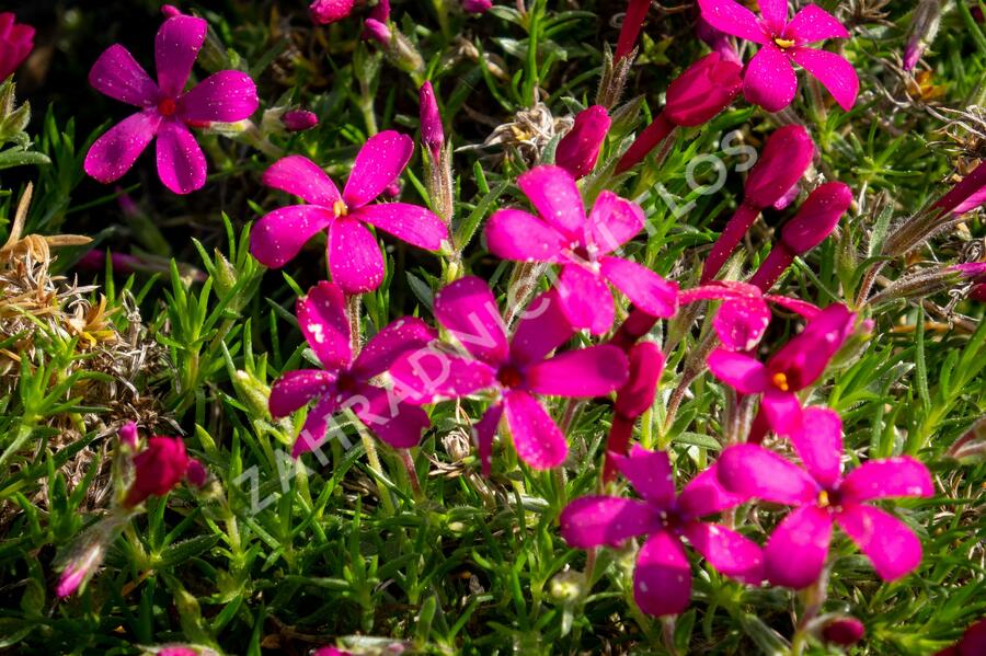 Plamenka 'Ochsenblut' - Phlox douglasii 'Ochsenblut'