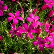 Plamenka 'Ochsenblut' - Phlox douglasii 'Ochsenblut'