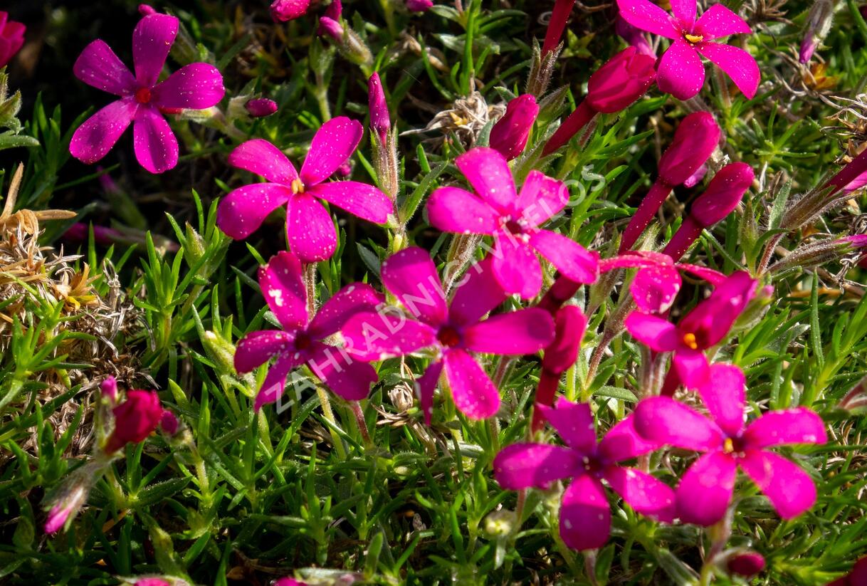 Plamenka 'Ochsenblut' - Phlox douglasii 'Ochsenblut'