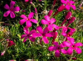 Plamenka 'Ochsenblut' - Phlox douglasii 'Ochsenblut'