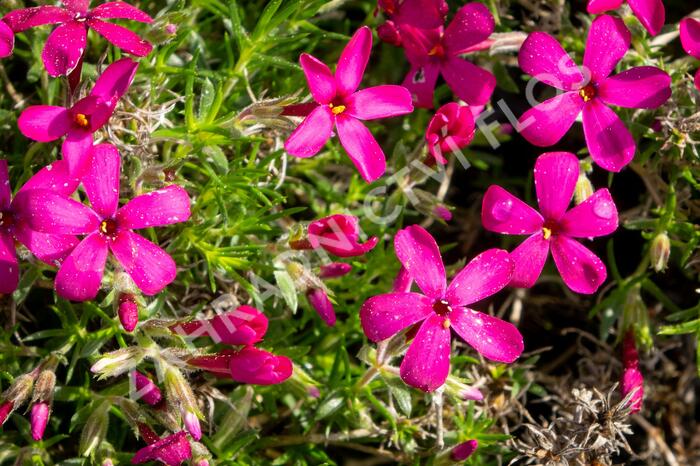 Plamenka 'Ochsenblut' - Phlox douglasii 'Ochsenblut'