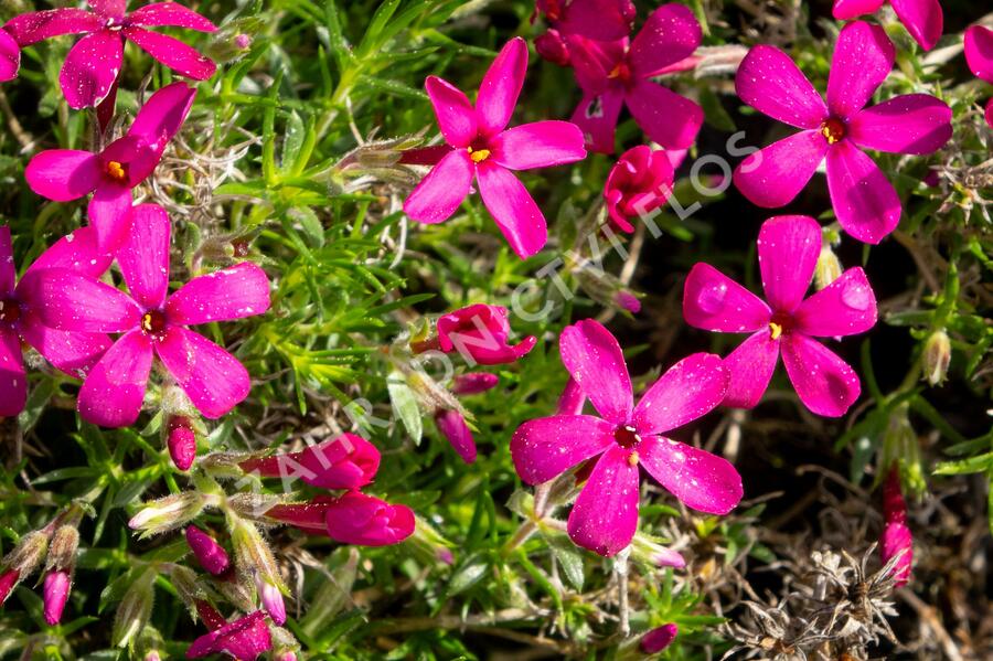 Plamenka 'Ochsenblut' - Phlox douglasii 'Ochsenblut'