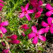 Plamenka 'Ochsenblut' - Phlox douglasii 'Ochsenblut'