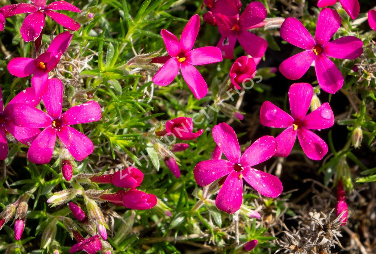Plamenka 'Ochsenblut' - Phlox douglasii 'Ochsenblut'