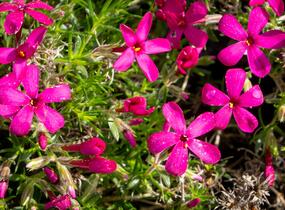 Plamenka 'Ochsenblut' - Phlox douglasii 'Ochsenblut'