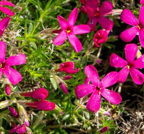 Plamenka 'Ochsenblut' - Phlox douglasii 'Ochsenblut'