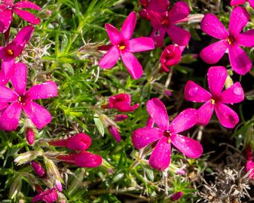 Plamenka 'Ochsenblut'