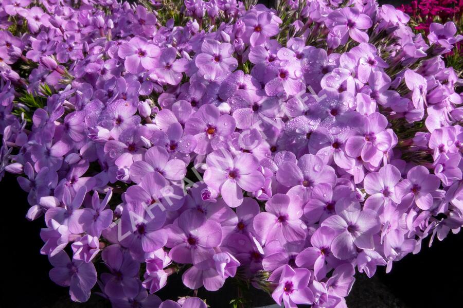 Plamenka 'Eva' - Phlox douglasii 'Eva'