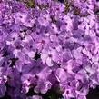 Plamenka 'Eva' - Phlox douglasii 'Eva'