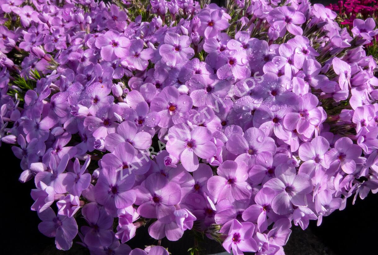 Plamenka 'Eva' - Phlox douglasii 'Eva'