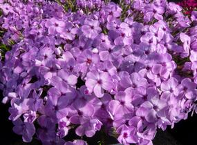 Plamenka 'Eva' - Phlox douglasii 'Eva'