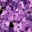 Plamenka 'Eva' - Phlox douglasii 'Eva'