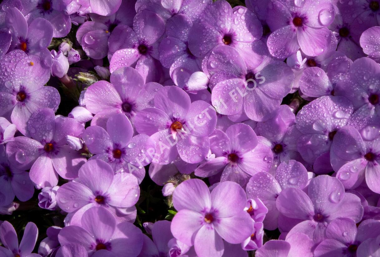 Plamenka 'Eva' - Phlox douglasii 'Eva'
