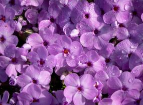 Plamenka 'Eva' - Phlox douglasii 'Eva'
