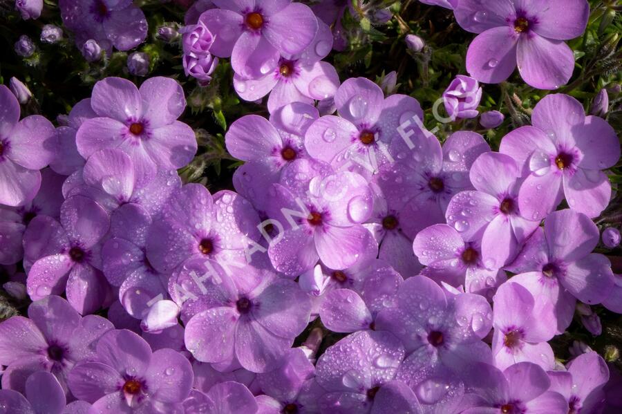 Plamenka 'Eva' - Phlox douglasii 'Eva'