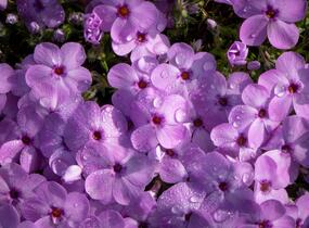 Plamenka 'Eva' - Phlox douglasii 'Eva'