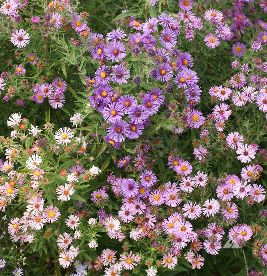 Hvězdnice novoanglická mix - Aster novae-angliae mix