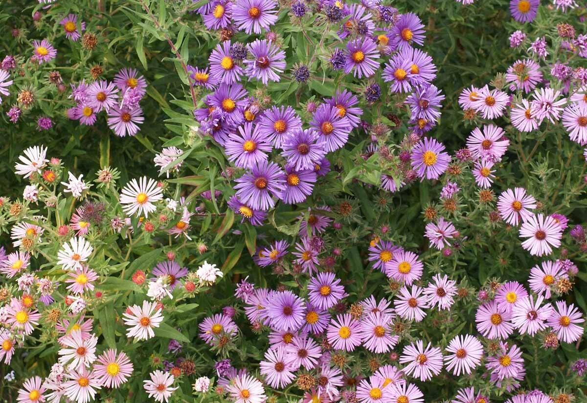 Hvězdnice novoanglická mix - Aster novae-angliae mix