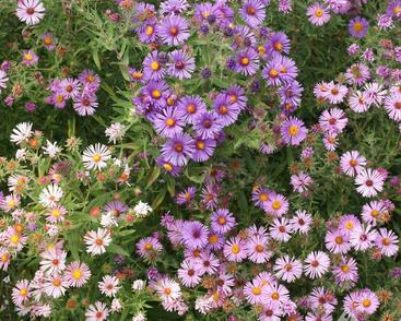 Hvězdnice novoanglická mix