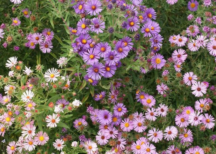 Hvězdnice novoanglická mix - Aster novae-angliae mix